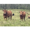 Image 3 : John Bland - 975# September Delivery Grass Heifers - 120 Head (Rimbey, AB)