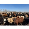 Image 3 : Leon Torkelson - 650# May Delivery Steers - 90 Head (Millicent, AB)