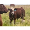 Image 5 : Mullen Land & Cattle Co. - 760# September Delivery Steer Calves - 80 Head (Peers, AB)