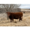 Image 2 : C & L Livestock - 29 Red Mature 3-Way Pairs (Edam, SK) VBP+