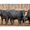 Image 15 : PSV Farms Ltd. - 880# May Delivery Heifers - 32 Head (Enchant, AB)