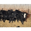 Image 2 : Drew Bayes - 675# Jan/Feb Delivery Steers - 87 Head (Trochu, AB)