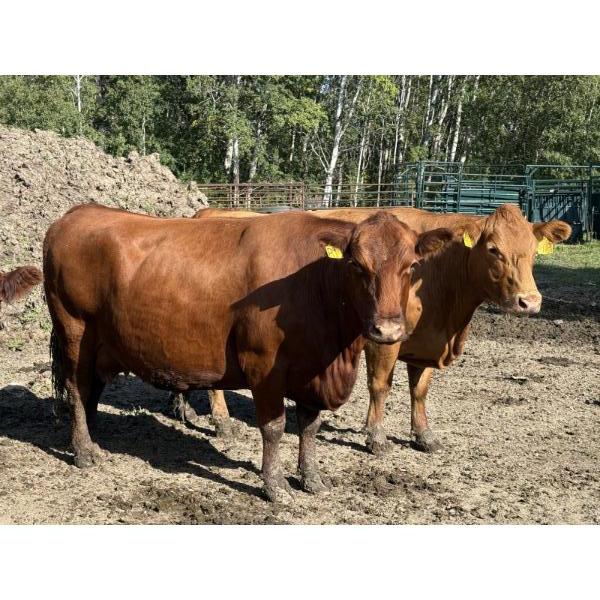 Garth & Theresa Kauppi - 1550# September Delivery Cows - 35 Head (Eckville, AB)