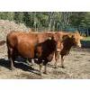 Image 1 : Garth & Theresa Kauppi - 1550# September Delivery Cows - 35 Head (Eckville, AB)