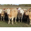 Image 2 : Gate Way Ranch - 1050# October Delivery Grass Steers - 175 Head (Elkhorn, MB)