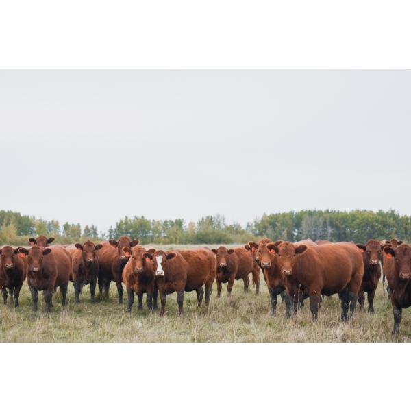 Cornerglen Ranching (Evans) - 12 Red/RBF Angus April/May Calving Bred Heifers (Crestomere, AB)