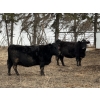 Image 2 : Cameron Smith - 33 Summer Calving Bred Cows (Blackfalds, AB)
