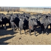 Image 5 : Downie Lake Colony - 860# March Delivery Heifers - 210 Head (Maple Creek, SK)