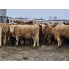Image 5 : Osadczuk Cattle Co. - 699# March Delivery Heifers - 89 Head (Patricia, AB)