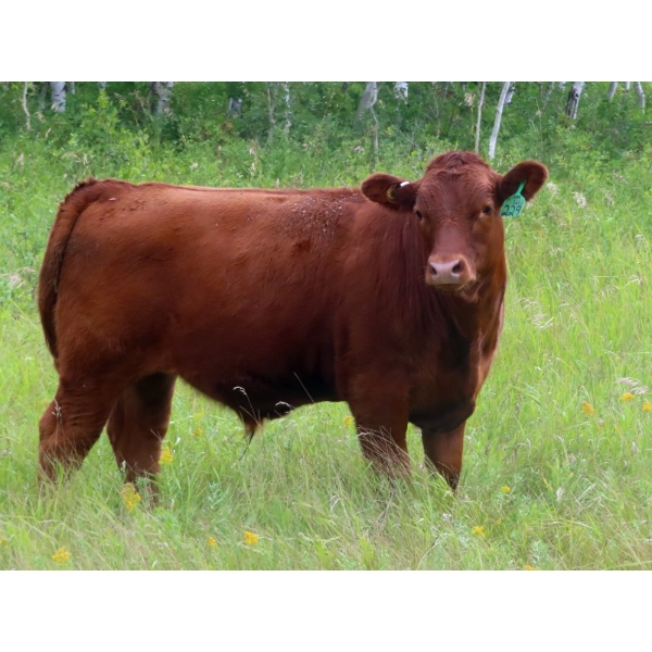 Mebs Ranch - 725# October Delivery Steer Calves - 85 Head (Broadview, SK) VBP+