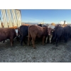 Image 4 : Poplarview Stock Farm - 1050# November Delivery Grass Steers - 116 Head (Pipestone, MB)