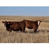 Image 2 : Osadczuk Cattle Co. (Brad & Elaine Osadczuk) - 250 Red Cows *HERD REDUCTION*