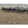 Image 7 : M.S. MacLean Livestock - 1400# Black/BBF Feeding Cows - 29 Head (Coaldale, AB)