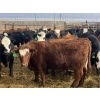 Image 3 : Jarokosky Feedlot - 900# March Delivery Steers - 70 Head (Lethbridge, AB)
