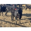 Image 7 : Hogg Family Farm - 790# January Delivery Steers - 75 Head (Huxley, AB)