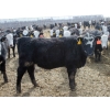 Image 10 : A&A Farms - 32 Black Blaze/Brockle Replacement Heifers (Coaldale, AB)