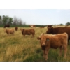 Image 4 : Indian Springs Land & Cattle - 625# October Delivery Steer Calves - 90 Head (Hussar, AB)