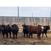 Image 8 : M.S. MacLean Livestock - 920# March Delivery Steers - 100 Head (Coaldale, AB)