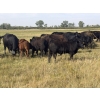 Image 7 : Andrew Cattle Co. - 700# October Delivery Steer Calves - 85 Head (Regina, SK)