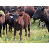 Image 10 : Clay Ridge Stock Farms Inc. - 580# Nov/Dec Steer Calves - 105 Head (Fairlight, SK)