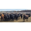 Image 10 : M.S. MacLean Livestock - 17 Black Angus Replacement Heifers (Coaldale, AB)