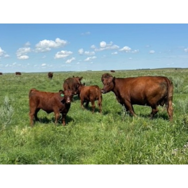 Colborn Farms - 750# January Delivery Weaned Steers - 160 Head (Delisle, SK)