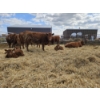 Image 4 : Rolling N Ranches (Nolan & Amanda Osadczuk) - 8 Red Heifer Pairs (Pen F7)