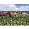 Image 3 : Avos Farms - 970# September Grass Steers - 124 Head (MacKay, AB)