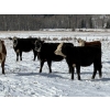 Image 2 : Nelson Creek Ranch - 21 BBF/BWF Replacement Heifers (Claresholm, AB)