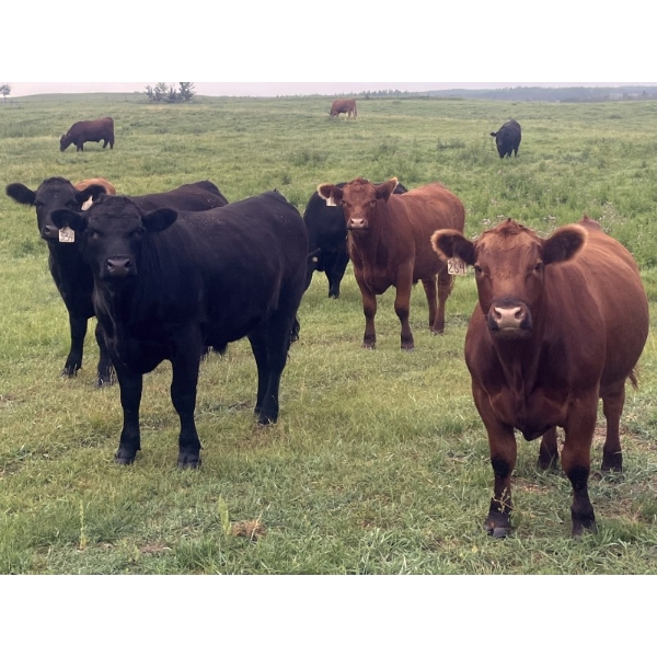 Bar 3 Ranches Ltd. - 1100# August Delivery Grass Steers - 336 Head (Erskine, AB)