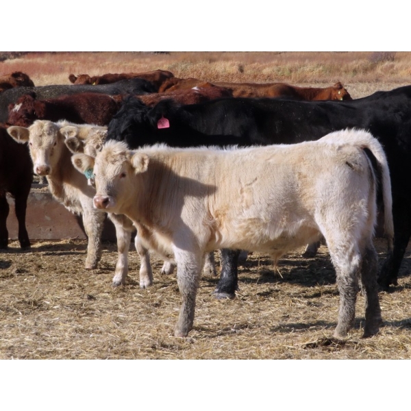 Strickland Cattle Co. - 535# November Steer Calves - 75 Head (Milestone, SK)
