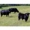 Image 2 : Marsh Ranches Ltd. (Marsh 99 Ranch) - 595# Nov/Dec Steer Calves - 100 Head (Southey, SK) VBP+