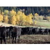 Keenan & Nicole Fletcher - 600# October Delivery Steer Calves - 100 Head (Williams Lake, BC)