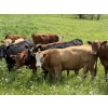 Image 3 : Joe & Colleen Magnuson - 1000# September Delivery Grass Heifers - 124 Head (Winfield, AB)