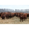 Image 1 : RA3 Farms - 19 Red/Red X February/March Calving Bred Heifers (Carmangay, AB)
