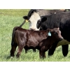 Image 5 : Clarence Koots - 510# November Delivery Steer Calves - 115 Head (Eckville, AB)