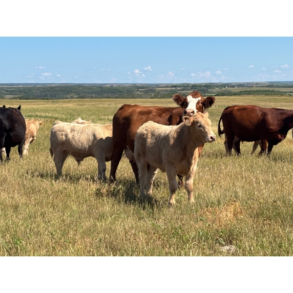 JOJ Cattle Co. - 680# October Delivery Steer Calves - 90 Head (Marwayne, AB)