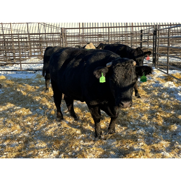 Crooked Creek Ranch - 4 Mature Cows (Pen 427)