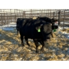 Image 1 : Crooked Creek Ranch - 4 Mature Cows (Pen 427)
