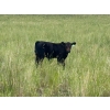 Image 2 : Jamieson Ranch - 550# November Delivery Steer Calves - 95 Head (Cabri, SK)
