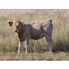 Image 7 : Bruce & Derek Christensen - 665# Heifer Calves - 85 Head (Rainier, AB)