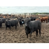 Image 2 : Chipping Hill Cattle Co. - 1000# September Delivery Steers - 120 Head (MacGregor, MB)