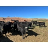 Image 3 : Bircham Ranch - 1025# October Delivery Grass Heifers - 58 Head (Piapot, SK)
