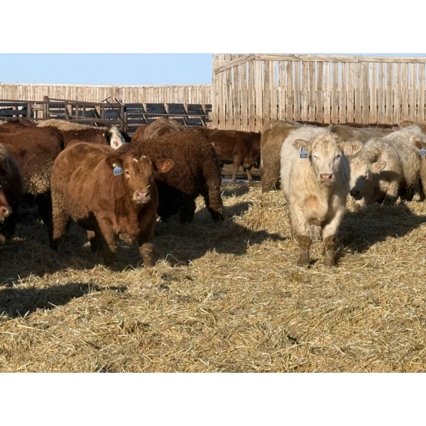 Hegedys Ranching - 990# January Delivery Steers - 64 Head (Acme, AB)