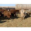 Image 1 : Hegedys Ranching - 990# January Delivery Steers - 64 Head (Acme, AB)