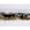 Image 5 : Merrick Campbell Herd Dispersal - 40 6, 7 & 8 Year-Old Bred Cows (Calahoo, AB) VBP+