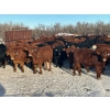 Image 4 : Turtleview Livestock - 740# January Delivery Steers - 79 Head (Goodlands, MB) VBP+