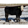 Image 6 : Cunningham Cattle Co. - 9 BBF Angus X Bred Heifers (Sundre, AB)