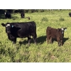 Image 7 : Cutting Edge/Holtry Creek - 540# November Delivery Heifer Calves - 110 Head (100 Mile House, BC)