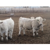 Image 13 : Cluny Colony - 815# October Delivery Weaned Steers - 70 Head (Cluny, AB)